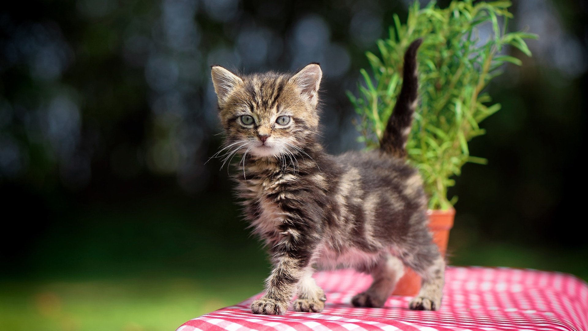 埃弗顿终于止颓，获得宝贵三分，埃弗顿吧 百度贴吧